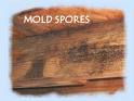 Mold Spores