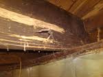 Termite Damage on Joist